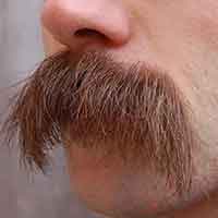 moustache morse homme épaisse couvrant la bouche